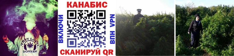 блэк спрут ТОР Троицк Каннабис сатива